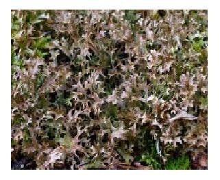 IJslands mos / lichen islandicus 100 gram