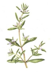 Bonenkruid gerist 20 gram