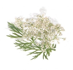 Provencaalse kruiden 20 gram