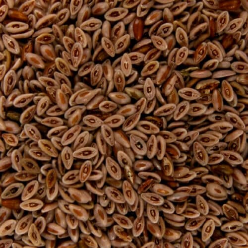 Vlozaad heel 250 gram drog Bik