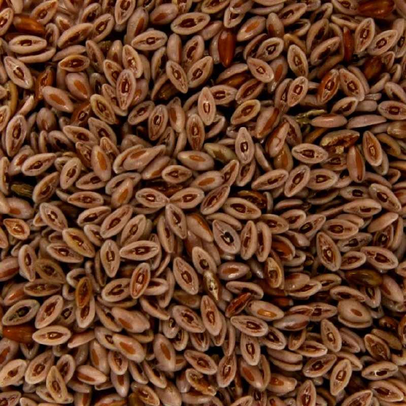 Vlozaad heel 250 gram drog Bik